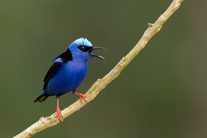 bird